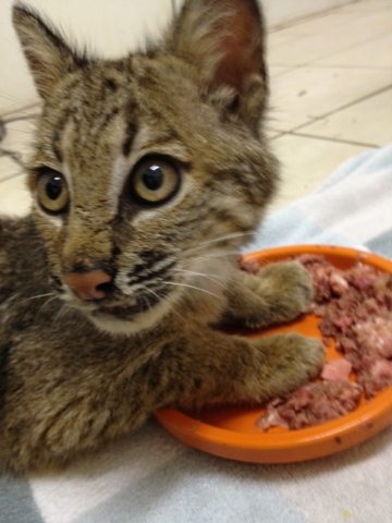 Rufus the bobcat has attention diverted by sounds