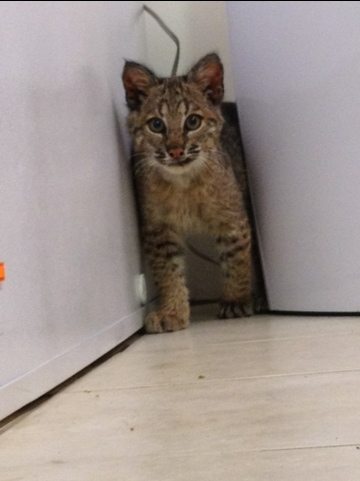 Rufus the bobcat kitten loves to explore by feeling his way around