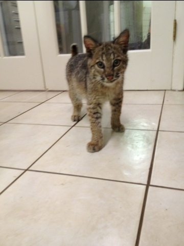 Nothing is a cute as a baby bobcat kitten