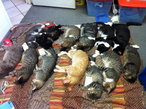 Feral cats getting nails & ears done before they wake up from neutering  Today at Big Cat Rescue Feb 25 20120225 164532