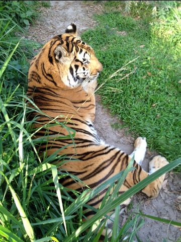 Cookie the tiger soaks up the final rays of sunset after dinner