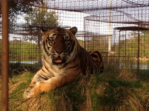 Arthur the tiger on top of his man made hillside cave at sunset  Today at Big Cat Rescue Feb 25 20120225 172921