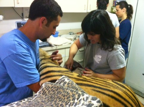 Justin and Dr Wynn install IV line into Andre the tiger