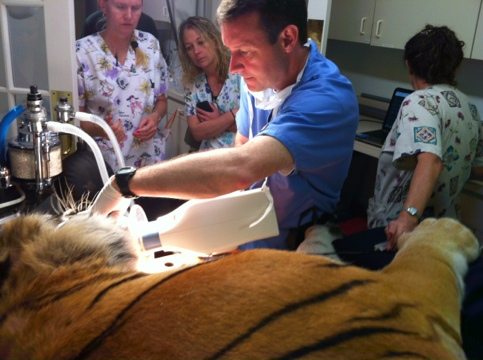 Dr Peak has been a wonderful dentist to the big cats here for years  Today at Big Cat Rescue Feb 27 20120227 175210