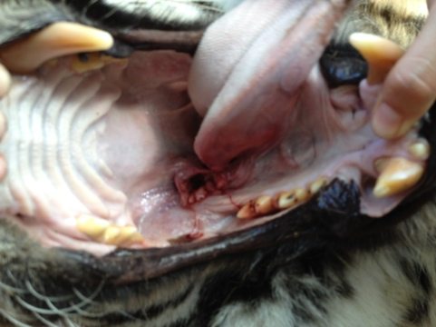 It looks like a tumor on the roof of her mouth and in her tongue  Today at Big Cat Rescue Feb 27 20120227 175433