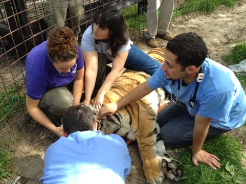 Canines need to be removed but we will wait for the cancer results-175517.jpg  Today at Big Cat Rescue Feb 27 20120227 175517