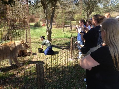 Jennifer and Gale helped the vet vaccinate 5 cats and then tour work  Today at Big Cat Rescue Feb 27 20120227 175527