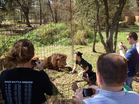 The operant conditioning really helped us do the vaccines more easily  Today at Big Cat Rescue Feb 27 20120227 175539