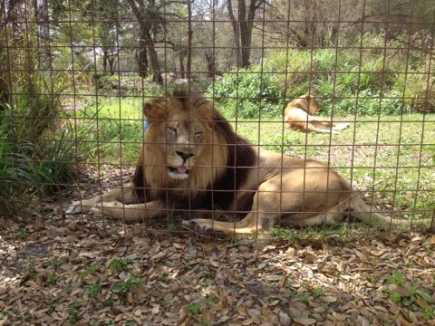 All of the big cats were excited by all of the transports going by  Today at Big Cat Rescue Feb 27 20120227 175705