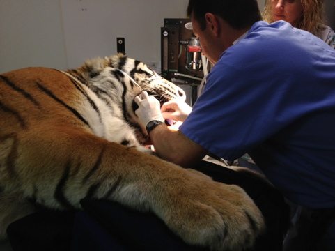 In 3 months we will complete the root canals after Andre is stronger  Today at Big Cat Rescue Feb 27 20120227 175800