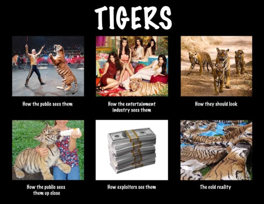 Tigers Info Graphic  Today at Big Cat Rescue Feb 23 TigersInfoGraphic