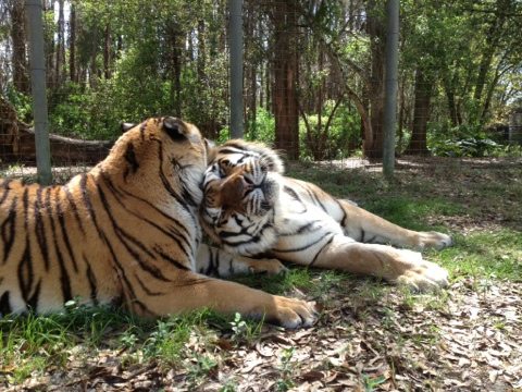 Tigers in love at Big Cat Rescue