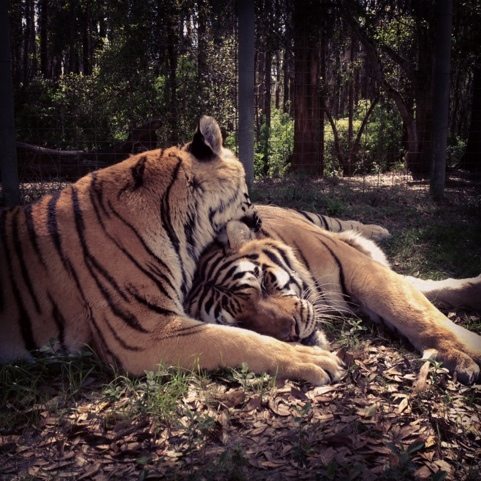 A long tiger bath before a tiger siesta at Big Cat Rescue
