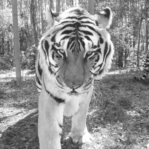 Chris trying out some photo editing apps on his iPhone of tiger image