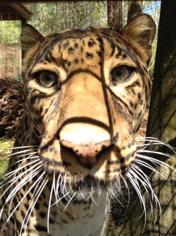 Simba leopard is glad his teeth are in good shape