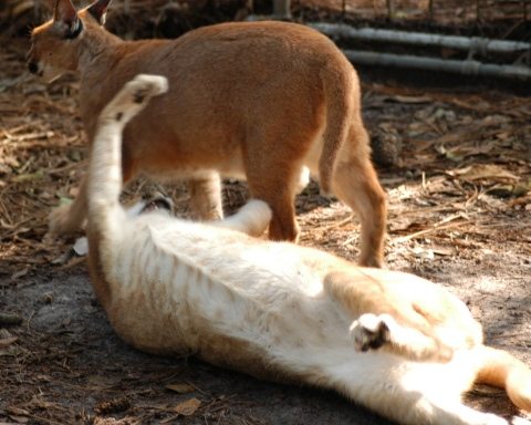 Caracals playing at Big Cat Rescue  Today at Big Cat Rescue Mar 8 Name the Bobcat Kitten 20120308 132104
