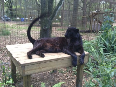 Jumanji the black leopard does a tail dance to attract attention