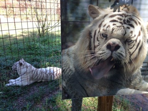 Zabu the white tiger next to sign showing deformed white tiger