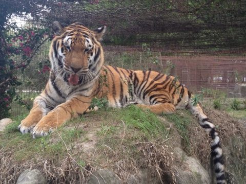 Cookie the Tiger enjoying a new view from atop Bella tiger's den