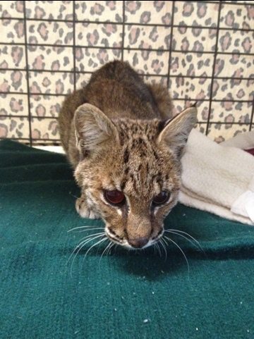 Blind bobcat kitten was seen by an eye specialist, Dr Millier, today