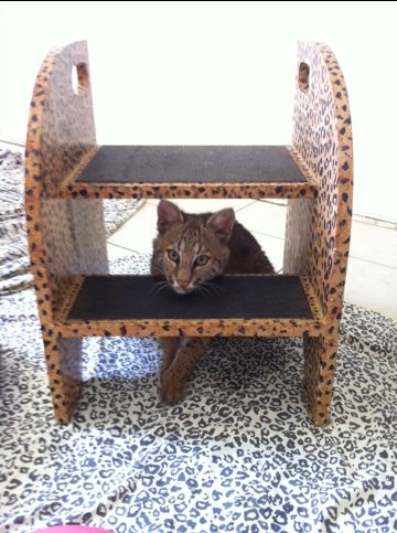 Rufus the bobcat kitten is either stuck or waiting to be noticed