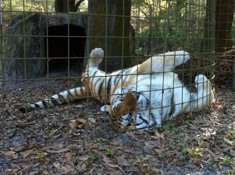 Tiger rolling on catnip filled paper bag at Big Cat Rescue