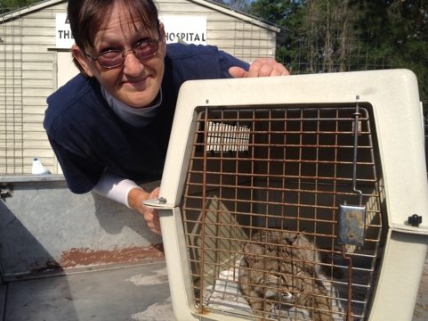 Gale tucks Rufus the baby bobcat back into the Cat Hospital for the night