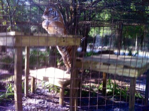 TJ the tiger in mid leap up onto his new platform built by the Holleys  Today at Big Cat Rescue Mar 19 20120319 173119