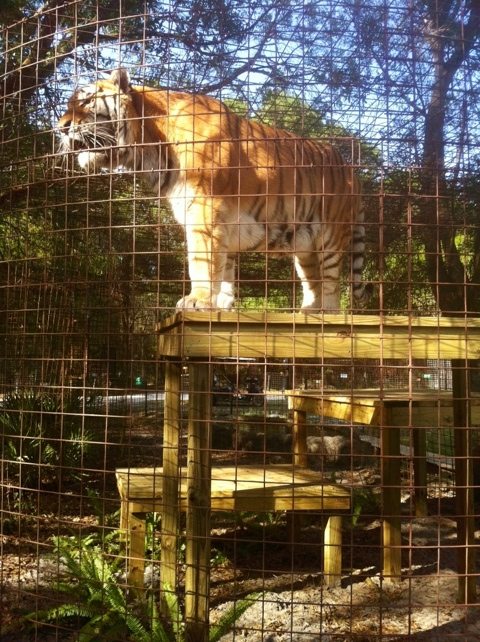 TJ the tiger surveys his kingdom from a high vantage point  Today at Big Cat Rescue Mar 19 20120319 173125