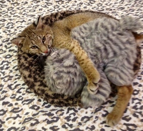 Rufus the bobcat snuggles with heated heartbeat cat buddy