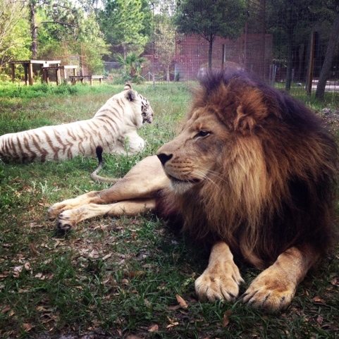 Great shot of Cameron the lion and Zabu the white tiger together