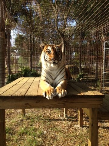 The tigers are loving their new perches