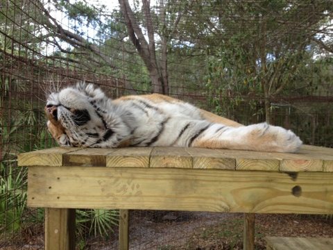 I mean REALLY loving their new perches at Big Cat Rescue
