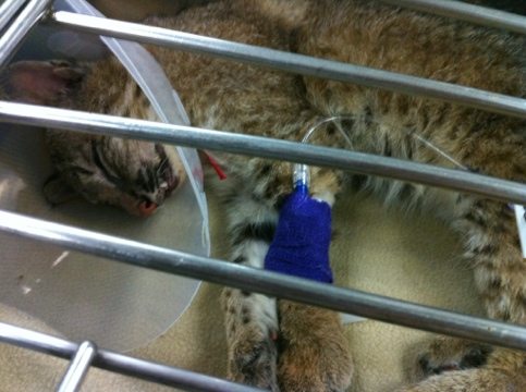 Rufus the blind bobcat kitten suffers a terrible seizure