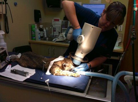 Rushed to Ehrlich Animal Hospital to see Dr Wynn  Today at Big Cat Rescue Mar 21 20120321 181557
