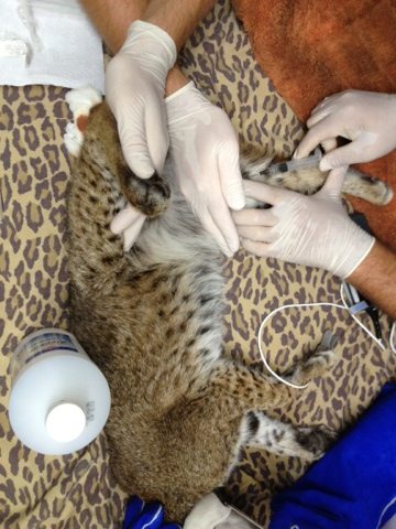 Tommie the bobcat needs more blood work done to assess her issues