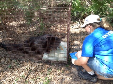 Intern Amber feeding the Bearcats  Today at Big Cat Rescue Mar 23 Help Rufus the Bobcat 20120323 184130