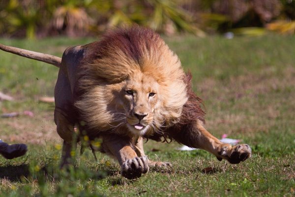 Lion-Running-2012-Steve-bigcats315.jpg