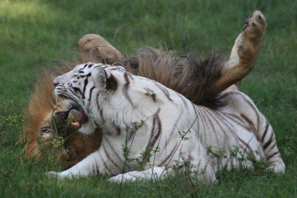 Lion and White Tiger Friends at Big Cat Rescue