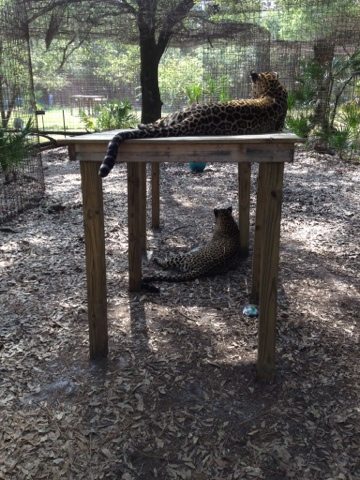 Leopard sisters on platforms at Big Cat Rescue