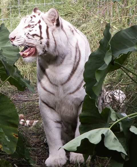 White tigers are all inbred and cross bred and serve no conservation value