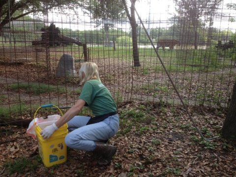 Green Level Keeper Marie Cleaning the Tigers at Big Cat Rescue