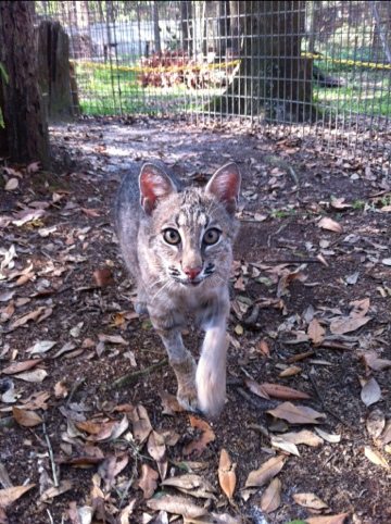 Rufus the bobcat kitten doesn't know how much the cougars like him
