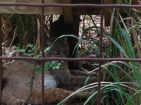 Angie bobcat resting under her new stairs that lead to overhead tunnel