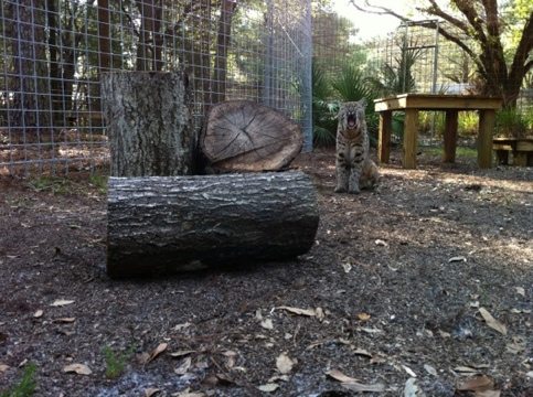 Precious Bobcat smiles about her new Cat-a-Tat w/ logs and platforms