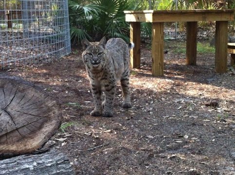 Precious Bobcat says "Thanks!" for her new Cat-a-Tat w/ logs and platforms