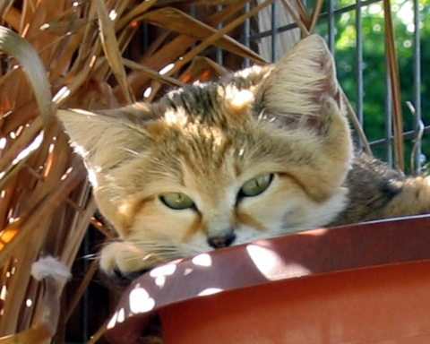 Cute little Sandcat, Genie in a flower pot on the wall  Today at Big Cat Rescue Apr 15 Spay Neuter Adopt 20120415 140637