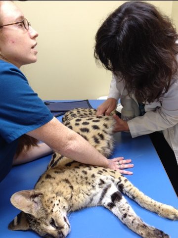 Fluffy Serval being checked by Dr. Wynn and Chrissy at Ehrlich Animal Hospital