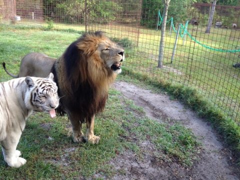 Zabu the white tiger and Cameron the lion sticking tongues out