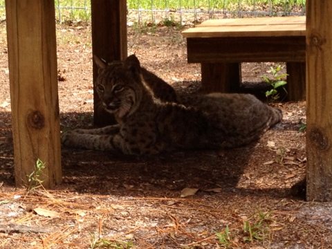 Precious the bobcat loves her new perch made by the Enrichment Committee